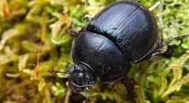 Kedchal Insect கடைத்தில் கதம்ப வண்டு கொட்டி வாலிபர் சாவு – Seithi Saral